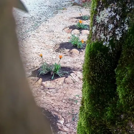 Rominha - Casa Do Rancho Alvaiázere