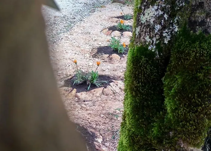 Rominha - Casa Do Rancho Alvaiázere